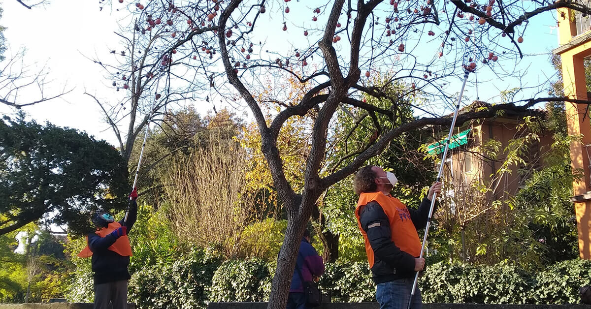 Bofruit - Urban Fruit Sharing 5